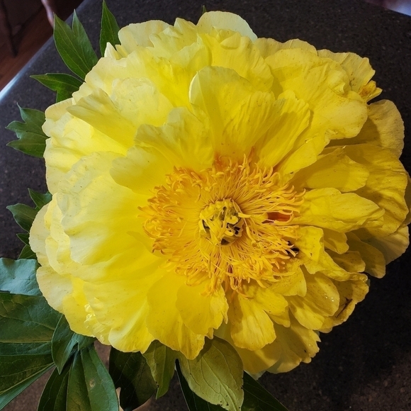 @kim_polson Please💗  this listing 2 be notified of future shows. Love my PFFS. - Picture 12 of 12